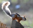 Variegated Squirrel