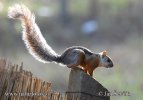 Variegated Squirrel