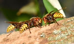 Vespa crabro