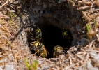 Vespula germanica