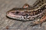 Viviparous Lizard