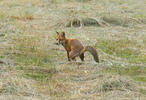 Vulpes vulpes