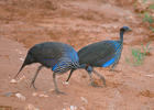 Vulturine Guineafowl