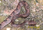 Walls Hump-nosed Pit Viper