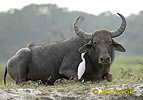 Water Buffalo