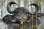 Water Buffalo