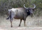 Water Buffalo