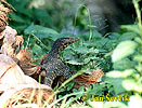 Water monitor