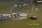 Water monitor