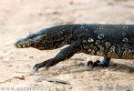 Water monitor