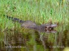 Water monitor