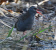 Water Rail