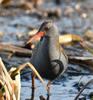 Water Rail