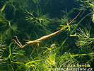 Water Stick Insect