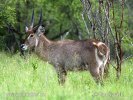 Waterbok