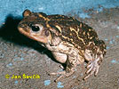 West Indian Toad