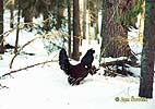 Western Capercaillie