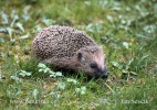 Western Hedgehog