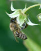 Western Honey Bee