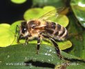 Western Honey Bee