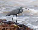 Western reef Heron