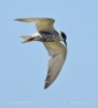 Whiskered Tern