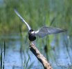 Whiskered Tern