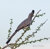 White-bellied go-away Bird