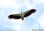 White bellied Sea Eagle