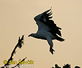 White bellied Sea Eagle