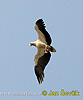 White bellied Sea Eagle