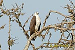 White bellied Sea Eagle