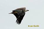 White bellied Sea Eagle