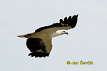 White bellied Sea Eagle