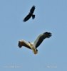 White bellied Sea Eagle