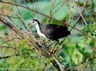 White-breasted Waterhen