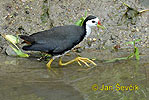 White-breasted Waterhen