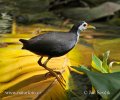 White-breasted Waterhen