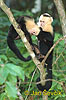 White faled Capuchin