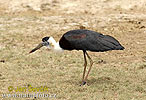 White-necked Stork