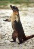 White-nosed Coati