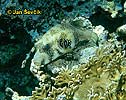 White spotted Puffer