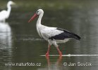 White Stork