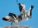 White Stork