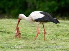 White Stork