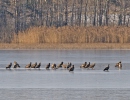 White-tailed Eagle