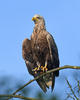 White-tailed Eagle