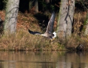 White-tailed Eagle