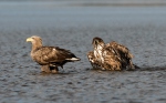 White-tailed Eagle