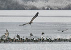 White-tailed Eagle